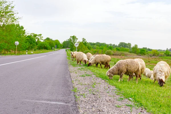 Herd Domestic Sheep Grazing Grass Green Landscape Next Asphalt Road — Stock Photo, Image