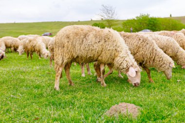 Evcil koyun sürüsü yeşil arazide otluyor.. 