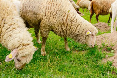 Evcil koyun sürüsü yeşil arazide otluyor.. 