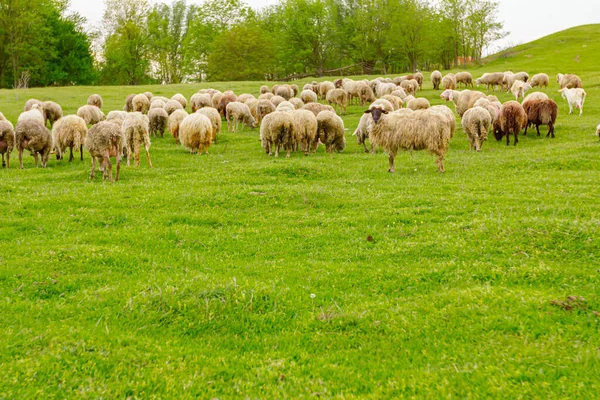 Manada Ovejas Domésticas Están Pastando Hierba Paisaje Verde — Foto de Stock