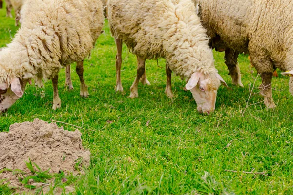 Herde Einheimischer Schafe Weidet Gras Grüner Landschaft — Stockfoto