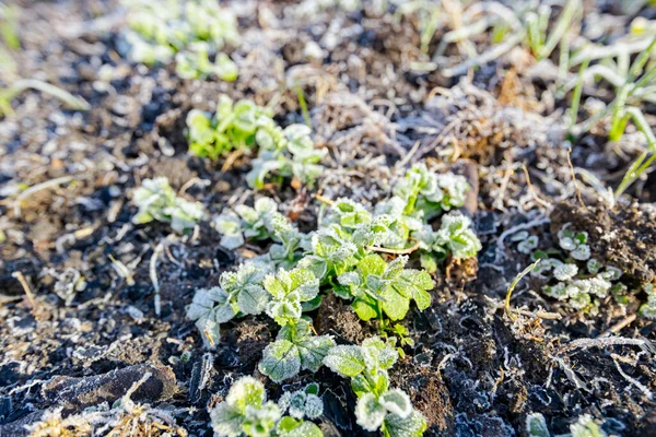 若いエンドウ豆の苗の植え付けは 冬の早い朝の霜で覆われています — ストック写真