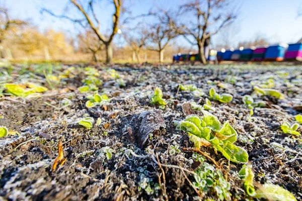 Piantagione Giovane Lattuga Verde Ricoperta Brina Gelata Mattutina Presto Inverno — Foto Stock