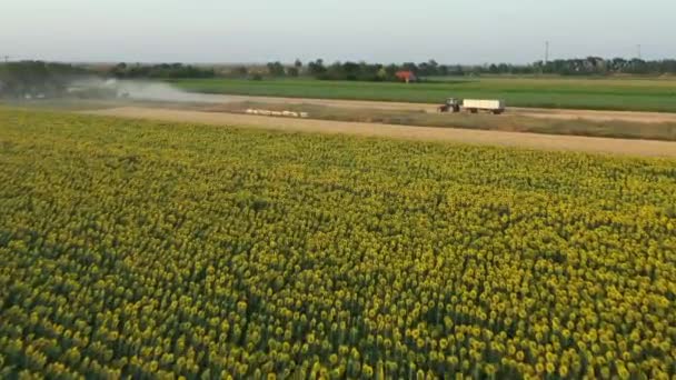 Hava Kulesi Tarla Biçme Makinesinin Görüntüsünü Tarlalarda Olgun Buğday Kesip — Stok video