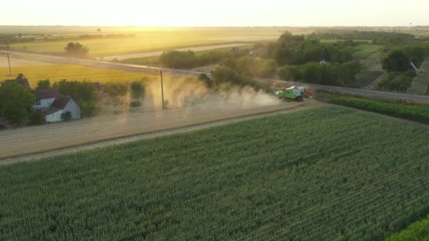 Aerial View Agricultural Harvester Combine Cutting Harvesting Mature Wheat Farm — Stock Video