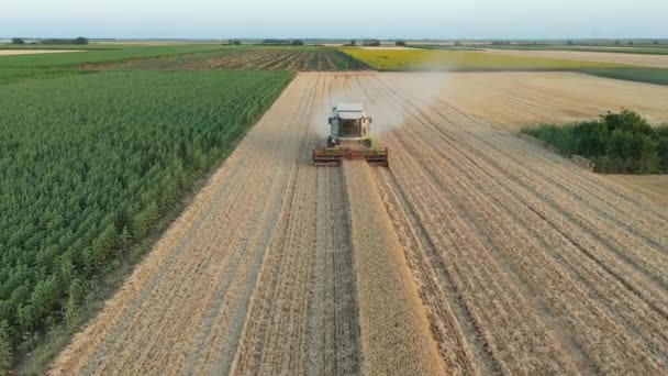 空中娃娃倒行逆施 看着农业收割机 在农田里收割成熟的小麦 — 图库视频影像