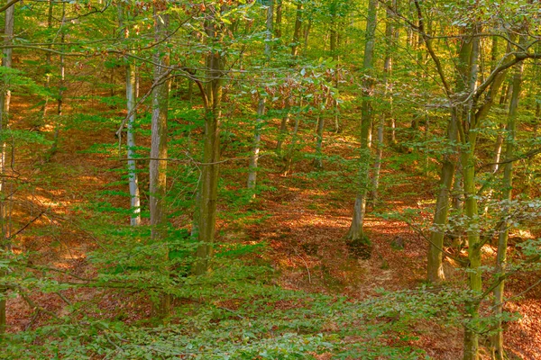 Ξημέρωμα Backlight Πάνω Από Δάση Λοφώδες Τοπίο Πεσμένα Φύλλα Του — Φωτογραφία Αρχείου