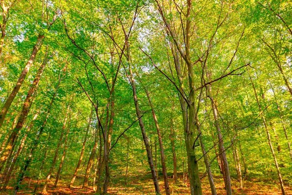 Retroiluminación Del Amanecer Sobre Bosque Paisaje Montañoso Con Hojas Caídas — Foto de Stock