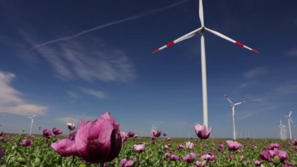 Junger Grüner Papaver Somniferum Blüht Vor Ein Paar Großen Windkraftanlagen — Stockvideo