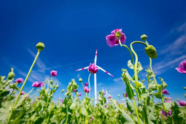 Young Green Papaver Somniferum Blooming Front Large Wind Power Turbine — Stock Photo, Image