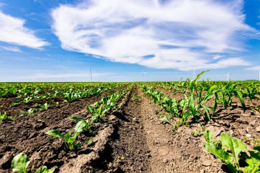 Genç soya ekinlerinin düşük açılı görüntüsü, sıralanmış sıralar, geniş rüzgar türbinleri tarımsal alanın arka planında duruyor, temiz yenilenebilir elektrik enerjisi üretiyorlar..