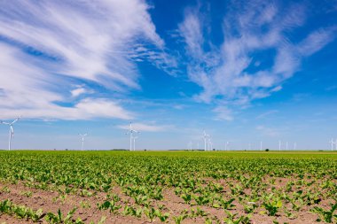Genç soya ekinlerine, sıra sıra dizilmiş kuyruklara, tarımsal alanın arka planında duran büyük rüzgar güç türbinleri temiz yenilenebilir elektrik enerjisi üretiyor..
