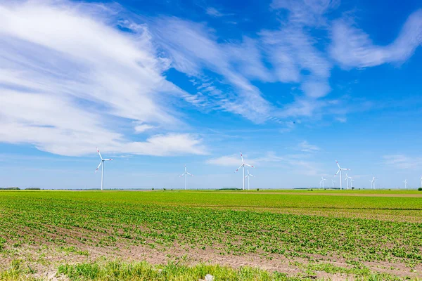 View on young soybean crop, lined rows, large wind power turbines are standing in background of agricultural field, turning and generating clean renewable electrical energy.