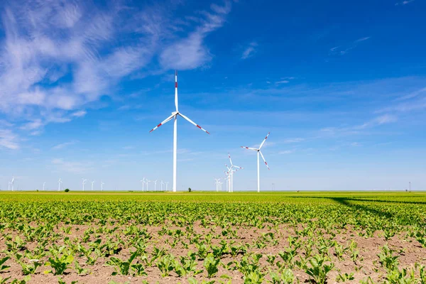 View on young soybean crop, lined rows, large wind power turbines are standing in background of agricultural field, turning and generating clean renewable electrical energy.