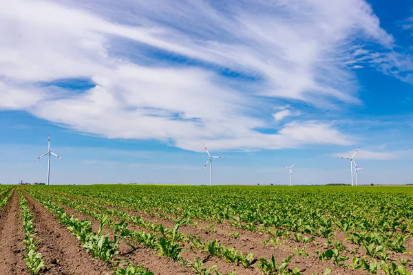 看着年轻的大豆作物 排成行的大风力涡轮机矗立在农田的背景下 转动并产生清洁的可再生能源 — 图库照片