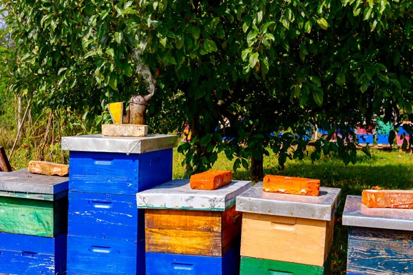 Pszczelarz Umieszczony Ulu Latem Sadzie Pasiece Hodowli Pszczół — Zdjęcie stockowe