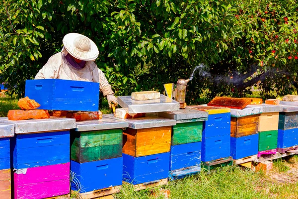 Beekeeper Looking Swarm Activity Honeycomb Wooden Frame Control Situation Bee — Stock Photo, Image