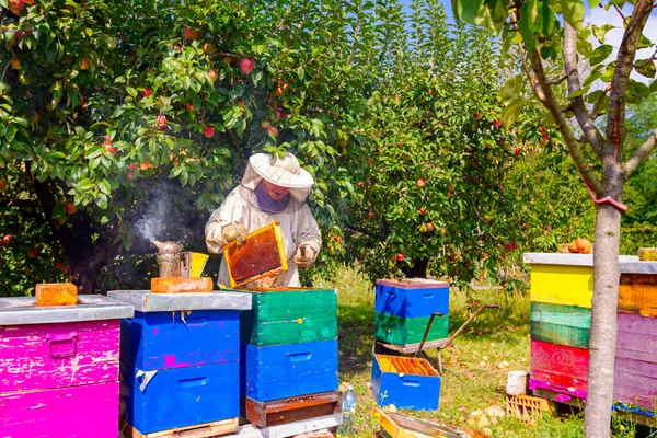 Μελισσοκόμος Ψάχνει Δραστηριότητα Σμήνος Πάνω Από Κηρήθρα Ξύλινο Πλαίσιο Κατάσταση — Φωτογραφία Αρχείου