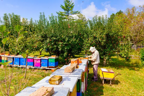 养蜂人正在用木架取出蜂窝 以控制蜂群的生存状态 并将蜂窝装在独轮车上 — 图库照片