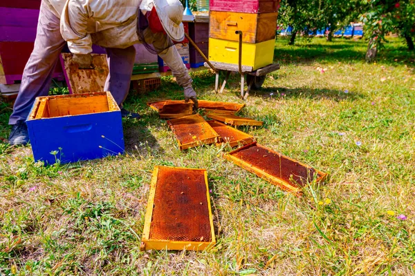 緑の草で地面に蜂の巣木枠を投げ ピアニストはそれを収集し 箱に入れます — ストック写真