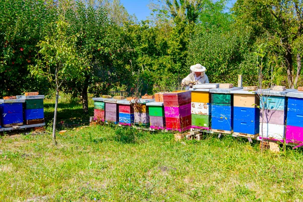 Μελισσοκόμος Ψάχνει Δραστηριότητα Σμήνος Πάνω Από Κηρήθρα Ξύλινο Πλαίσιο Κατάσταση — Φωτογραφία Αρχείου