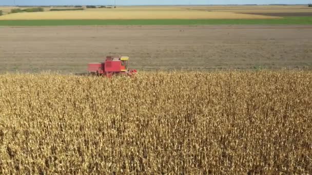 위에서 인형처럼 이면서 수확하는 농부를 농장의 옥수수 옥수수를 자르고 수확하는 — 비디오
