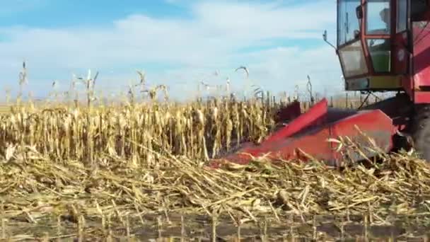 View Combine Harvester Machine Harvest Ripe Maize Low Angle Dolly — Stockvideo