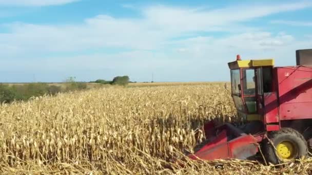 Выше Кукуруза Двигаться Вид Сельскохозяйственных Комбайнов Резки Уборки Зрелой Кукурузы — стоковое видео