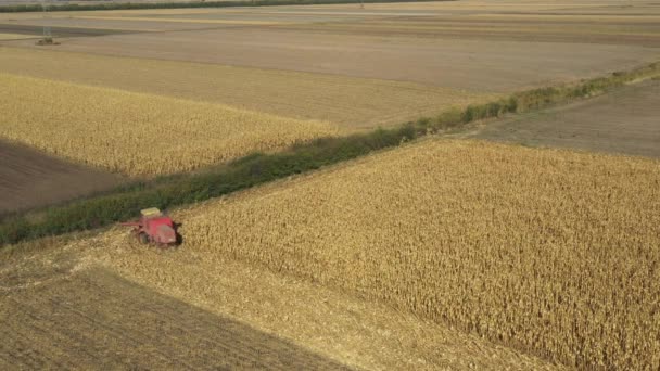 コンバイン 収穫機 収穫熟したトウモロコシの上のビュー — ストック動画