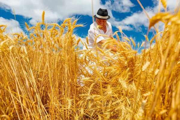 Farmer Reaping Wheat Manually Scythe Traditional Rural Way — Stock Photo, Image