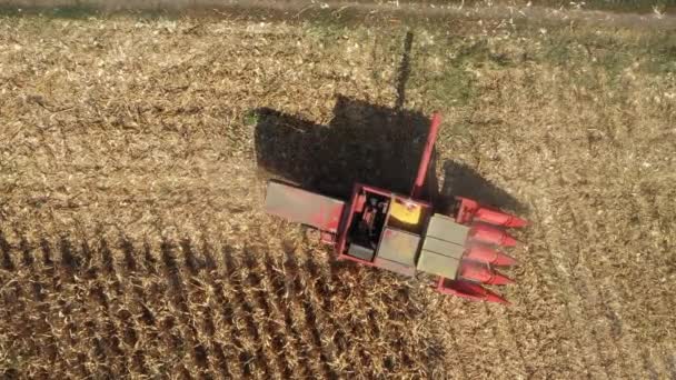 Nad Górnym Widokiem Kombajnu Rolniczego Jest Cięcie Zbiór Dojrzałej Kukurydzy — Wideo stockowe