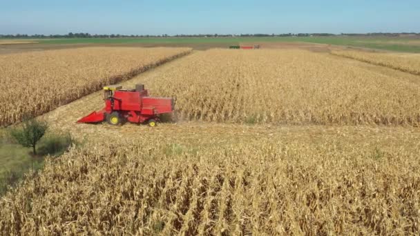 Aerial View Combine Harvester Machine Harvest Ripe Maize View Agricultural — Wideo stockowe