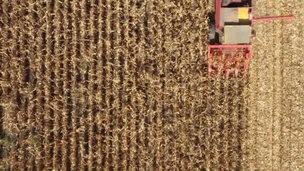 Top View Dolly Move Agricultural Harvester Cutting Harvesting Mature Corn — Stockvideo