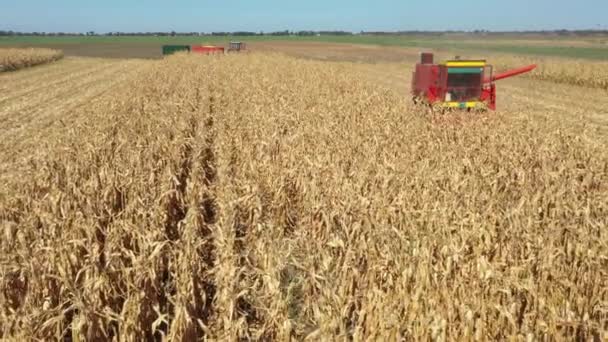 Side Dolly Move View Agricultural Harvester Cutting Harvesting Mature Corn — Stockvideo