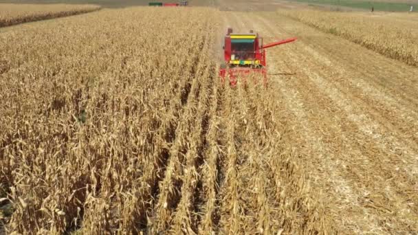 View Agricultural Harvester Cutting Harvesting Mature Corn Farm Fields — Stock video