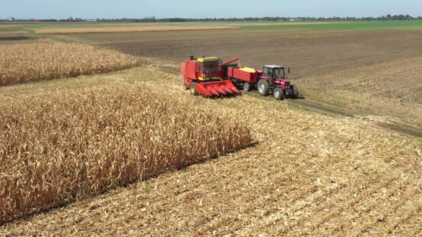 View Transshipment Agricultural Harvester Combine Trailer Unloading Harvested Corn — ストック動画