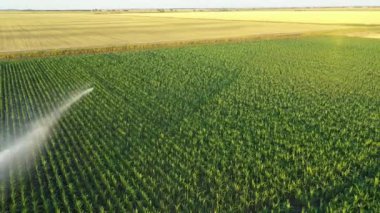 Hava manzarası, kule geriye doğru uçar, sulama sisteminde, su püskürtme silahlarında, mısır tarlasında, büyümeye yardımcı olur, kurak mevsimde bitki örtüsü, mahsul verimini artırır.