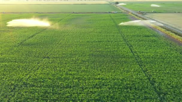 View High Pressure Agricultural Water Sprinkler Sprayer Sending Out Jets — Stockvideo