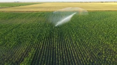 Aerial view, dolly move fly backwards, of irrigation system, water jet rain guns sprinklers, on field with corn, helping grow, vegetation in dry season, increases crop yields.