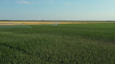 Aerial view, dolly move, of irrigation system, water jet rain guns sprinklers, on field with corn, helping grow, vegetation in dry season, increases crop yields.