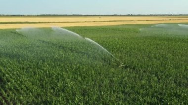 Aerial view, dolly move, of irrigation system, water jet rain guns sprinklers, on field with corn, helping grow, vegetation in dry season, increases crop yields.