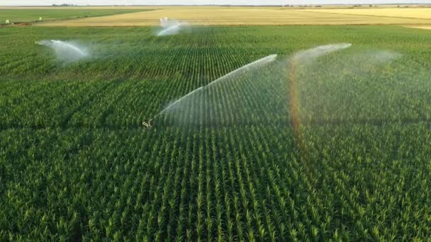 Aerial View Irrigation System Water Jet Rain Guns Sprinklers Field — 비디오