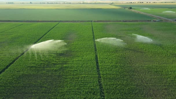 Aerial View Irrigation System Water Jet Rain Guns Sprinklers Field — Stock Video