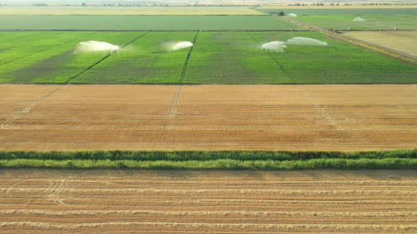 Aerial View Irrigation System Water Jet Rain Guns Sprinklers Field — Vídeo de stock