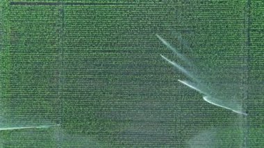 Aerial top view, dolly move, of irrigation system, water jet rain guns sprinklers, on field with corn, helping grow, vegetation in dry season, increases crop yields.