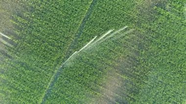 Aerial top view, of irrigation system, water jet rain guns sprinklers, on field with corn, helping grow, vegetation in dry season, increases crop yields.