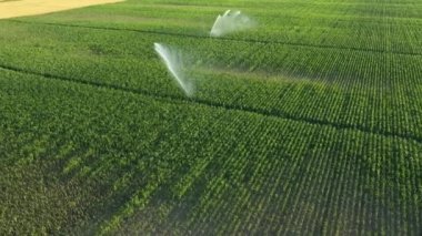 Hava manzarası, su püskürtme sistemi, su püskürtme silahları, mısır tarlasında, büyümeye yardım eden, kurak mevsimde bitki örtüsü, ekin verimliliğini artıran su püskürtme silahları..