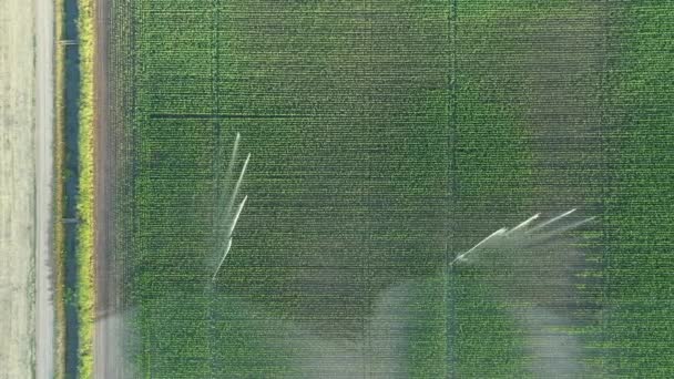 Luftaufnahme Dolly Move Von Bewässerungssystem Wasserstrahl Regenkanonen Sprinkler Auf Feld — Stockvideo