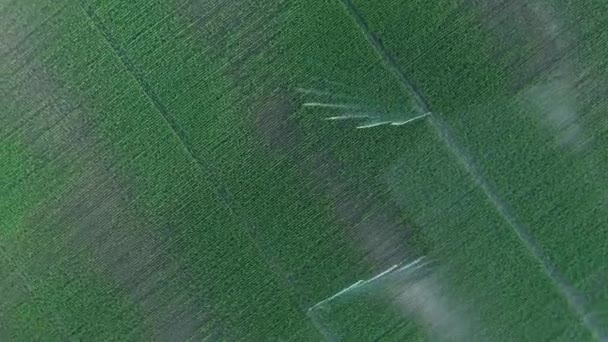 Aerial Top View Dolly Move Irrigation System Water Jet Rain — Wideo stockowe