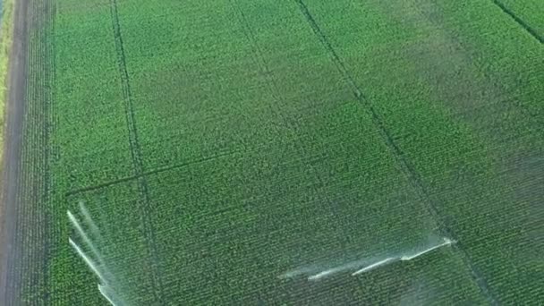 Aerial Top View Dolly Move Irrigation System Water Jet Rain — Αρχείο Βίντεο